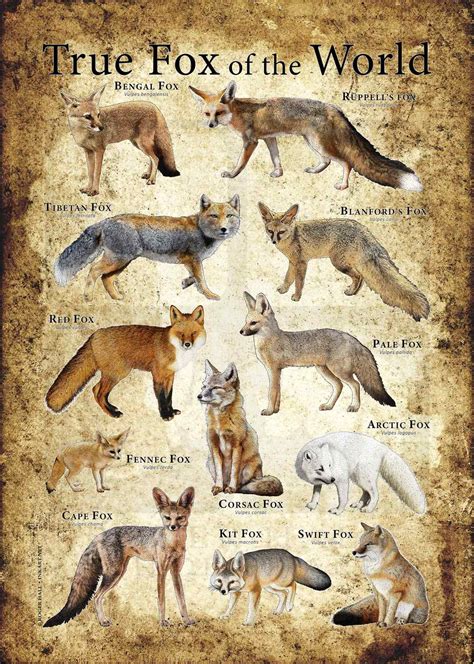 Types Of Foxes