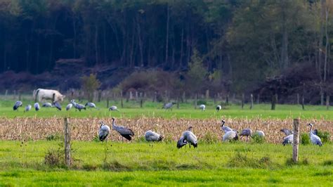 Mg Lac Du Der Chantecoq Migration Des Grues Fran Flickr