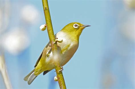 春に出会える野鳥14選。身近にいる鳥の名前や特徴・種類を紹介【全国】 ｜じゃらんニュース