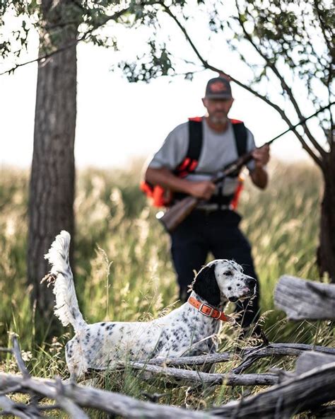 Gentleman Bobwhite Hunting Dogs Cute Dog Photos Bird Hunting