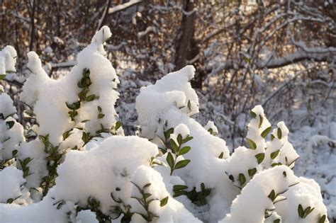 Snow Bush. Green Bush Covered with Fresh Snow Stock Photo - Image of covered, natural: 132909988