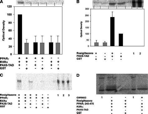 Protein Protein Interaction Between Ppar Rxr And The Transactivation