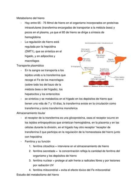 Metabolismo Del Hierro Dr Arturo UDocz