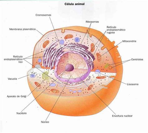 Partes de la célula animal