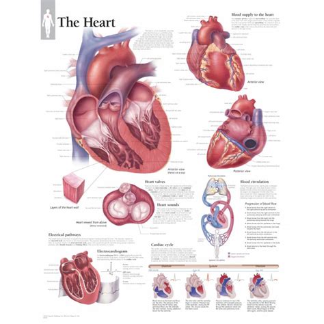 Scientific Publishing Labeled Human Heart Chart