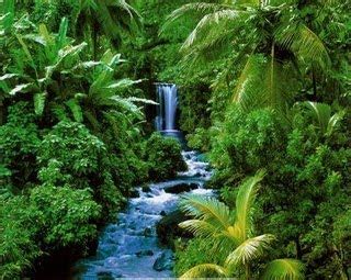 ECOLOU: La selva tropical húmeda, flora y fauna de Guatemala