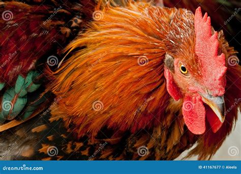 Colorful Rooster Stock Photo - Image: 41167677