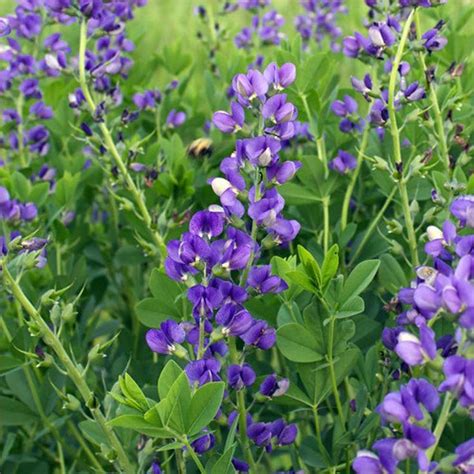 Blue Wild Indigo Flower Seeds Heirloom Native Flower Seeds Etsy