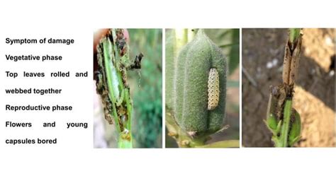 6 2 Pests Of Sesame Identification Binomics Dr UPR