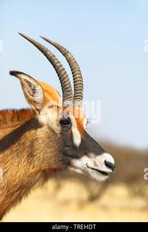 Side View Of Roan Antelope Hippotragus Equinus Stock Photo Alamy