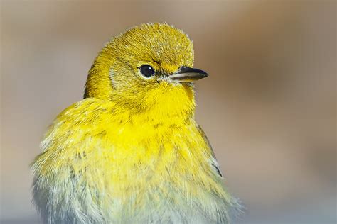 Pine Warbler Setophaga Pinus Trey Wardlaw Flickr