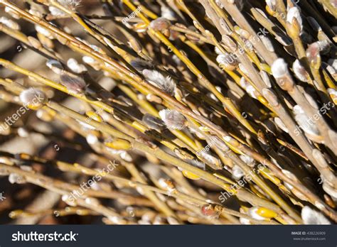 Pussy Willow Trees Stock Photo Shutterstock
