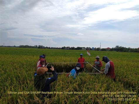 Program CSA Kementan Mampu Menggenjot Produktivitas Petani Cirebon