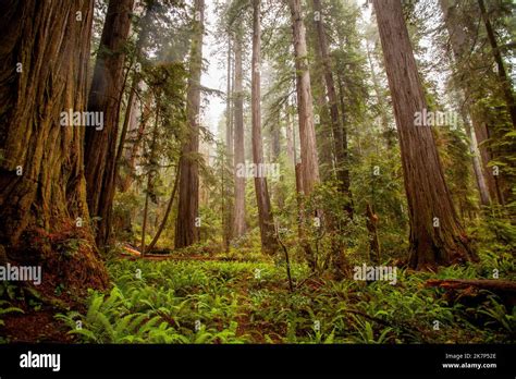 Redwood trees in Northern California Stock Photo - Alamy