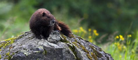 Animal Profile The Vancouver Island Marmot Recovery Foundation