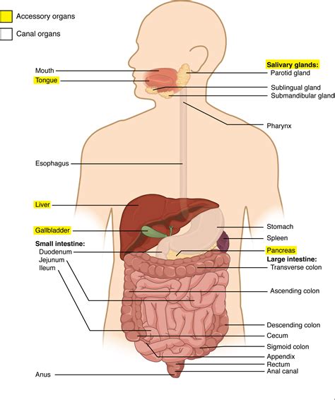 Digestive Structure And Functions Basic Human Physiology