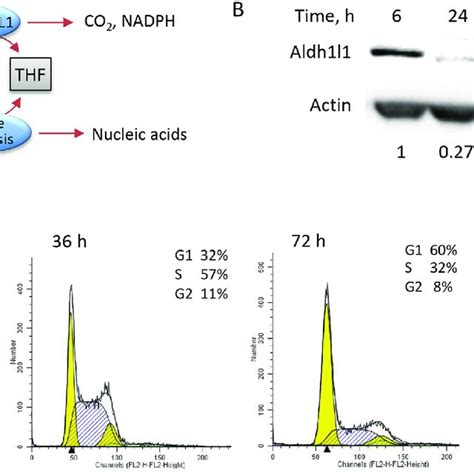 Levels Of ALDH1L1 Protein Fluctuate In Proliferating NIH3T3 Cells A