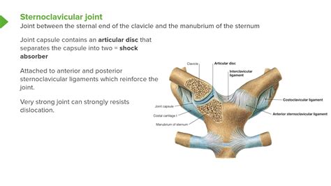 Sternoclavicular Joint Ligaments