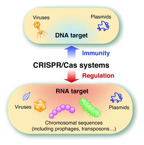 Crispr Cas9 Bacteria Immune System