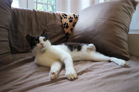 коте Гастон (cat Gaston) - ЧЕТИРИ ЛАПИ в България - Организация за ...