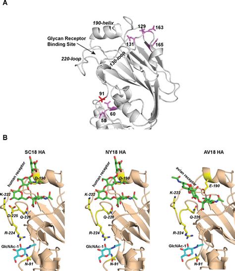 Structural Framework For Glycosylation At Asn 91 Affecting Glycan