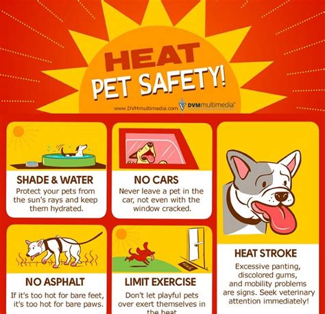 Heat Pet Safety South Valley Animal Hospital