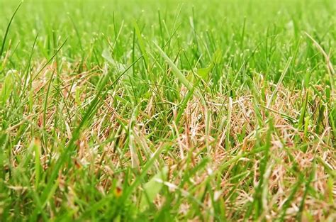 Rasen Nach Dem Winter Gelb So Pflegen Sie Ihren Rasen Nach Dem Winter Optimal