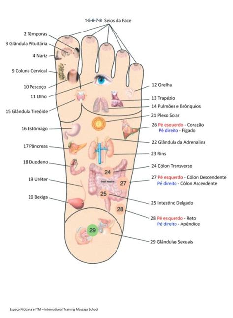 Pontos Da Reflexologia Podal Tailandesa Do Curso Do Espa O Nibbana