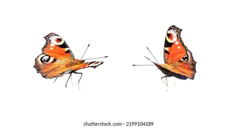 Open Winged Butterfly Different Colors Images Stock Photos