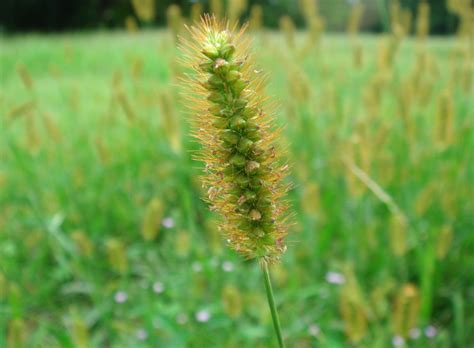 setaria pumila poiret roemer schultes