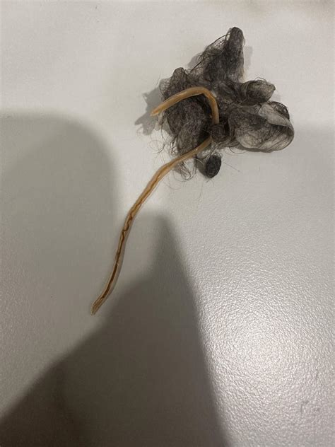 worms in cats vomit 4