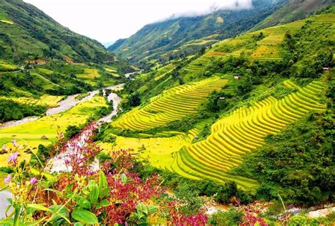 Ruộng bậc thang Sapa - Danh thắng kỳ vĩ của núi rừng vùng cao Tây Bắc