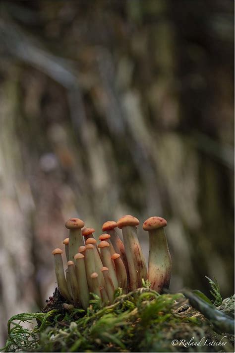 Collybie Pied En Fuseau Gymnopus Fusipes Roland Letscher Flickr