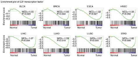 E2F Transcription Factors Are Highly Enriched In Several Types Of