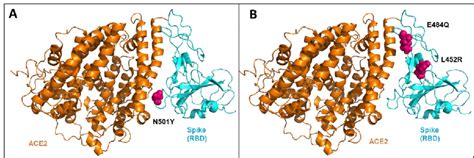 The Structure Of The Receptor Binding Domain Rbd Of Sars Cov 2 Spike