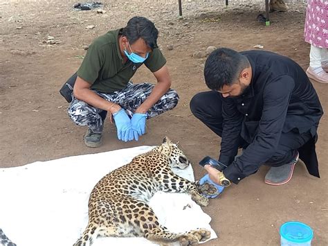 Leopard Cub Dies In Barwah बड़वाह में तेंदुए के शावक की मौत