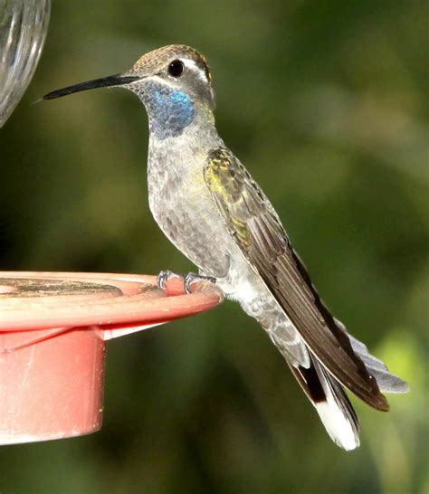 Hummingbirds In Arizona 16 Species With Pictures Wild Bird World