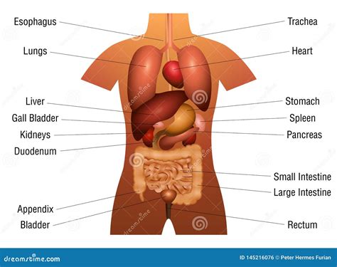 Torso Anatomy Diagram Organs