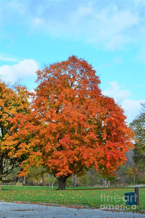 Autumn Fire Maple Photograph By Egiclee Digital Prints Fine Art America