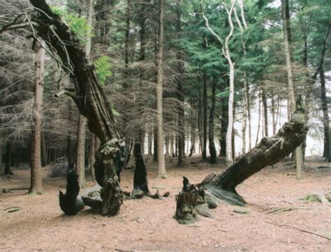 Shining Cliff Wood Ancient Yew Group