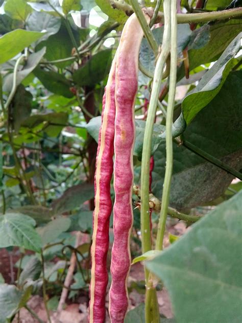 Resep Kacang Panjang Merah Dengan Bumbu Rempah Yang Lezat Yeni