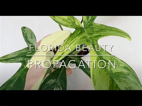 Philodendron FLORIDA BEAUTY Propagation YouTube