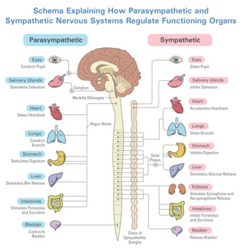 Parasympathetic Nervous System Bright Brain Londons Eeg