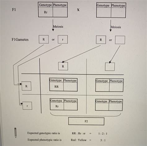 Solved Genotype Phenotype Genotype Phenotype F1 х Rr Meiosis