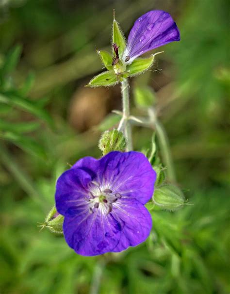 Geranium Sanguineum New Hampshire Purple Geranium Flickr