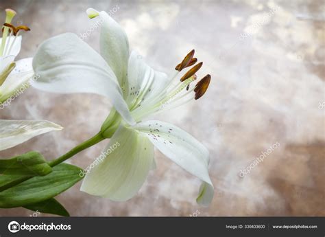 White Stargazer Lily Stock Photo By Starstock