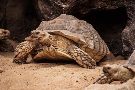 20 Animais Que Vivem Em CAVERNAS E TOCAS Lista FOTOS