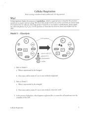 Cellular Respiration Assignment Pdf Course Hero