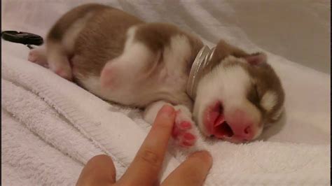 Meet Ferrero One Of The Cutest And Sweetest Newborn Husky Puppies You Will Ever See Words Can