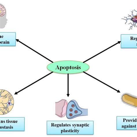 Important Roles Of Apoptosis In The Development Of The Central Nervous